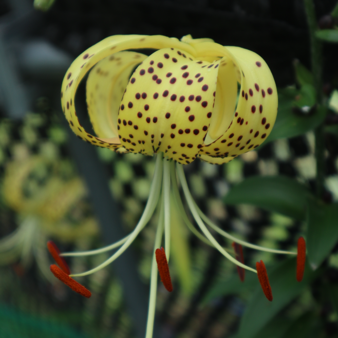 3年前のオウゴンオニユリ　珠芽