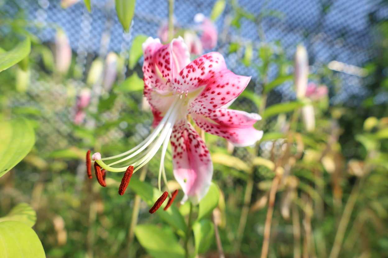 アカカノコユリの花色