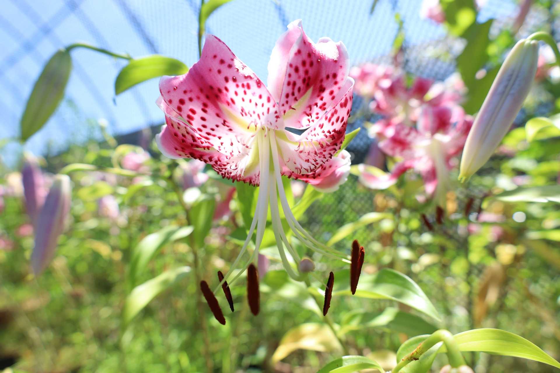 カノコユリの花