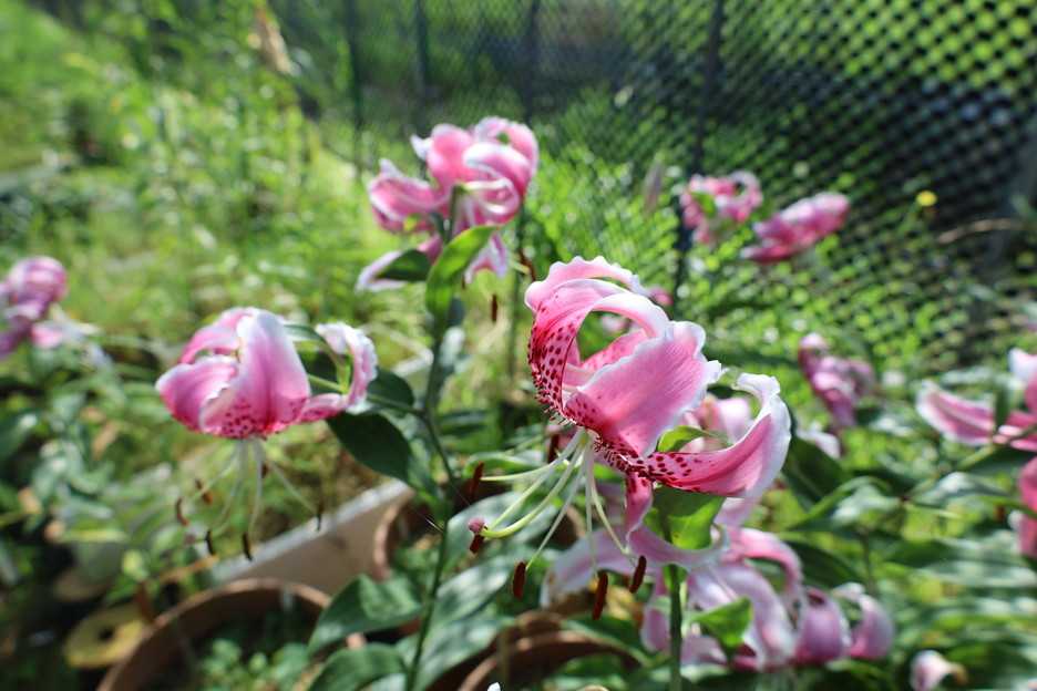 カノコユリの花に付いての説明