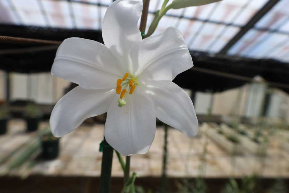 マドンナリリーの球根を植えています。