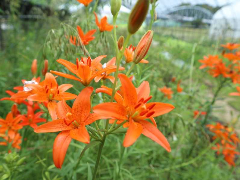 ヒメユリを植替え中