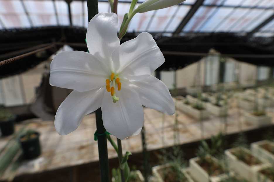 マドンナリリーの発芽について