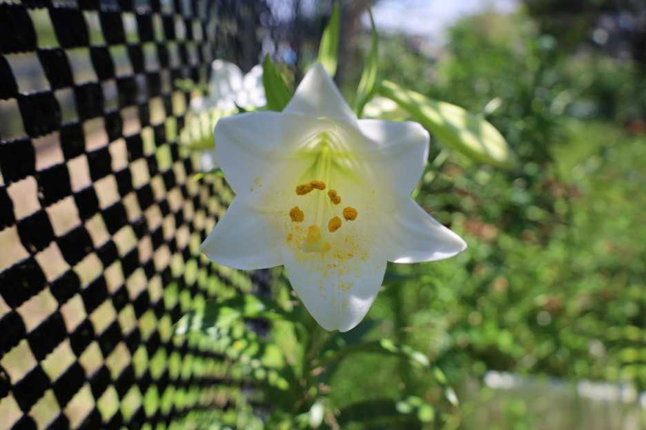 エラブユリの萌芽