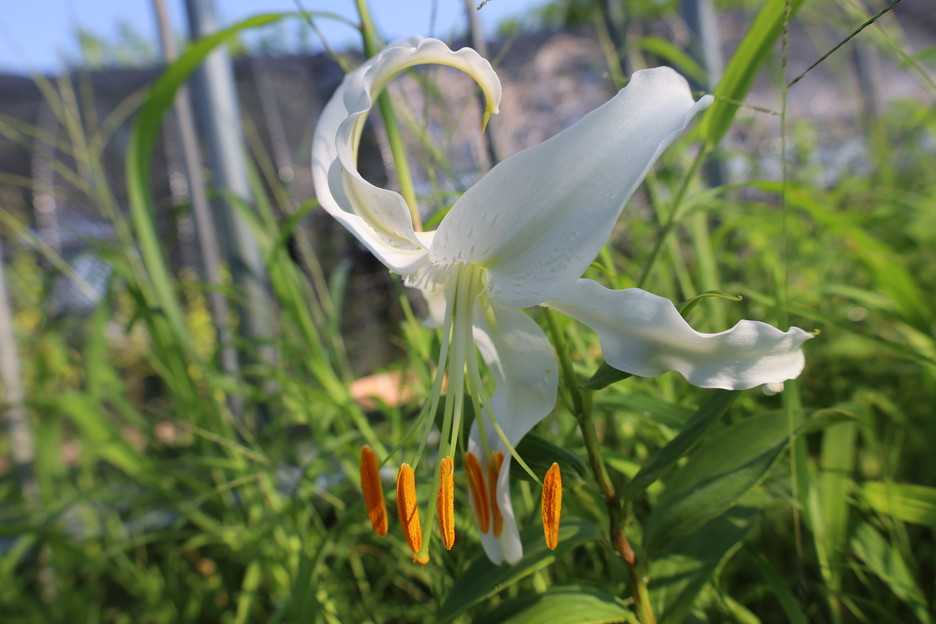 萌芽が始まった。