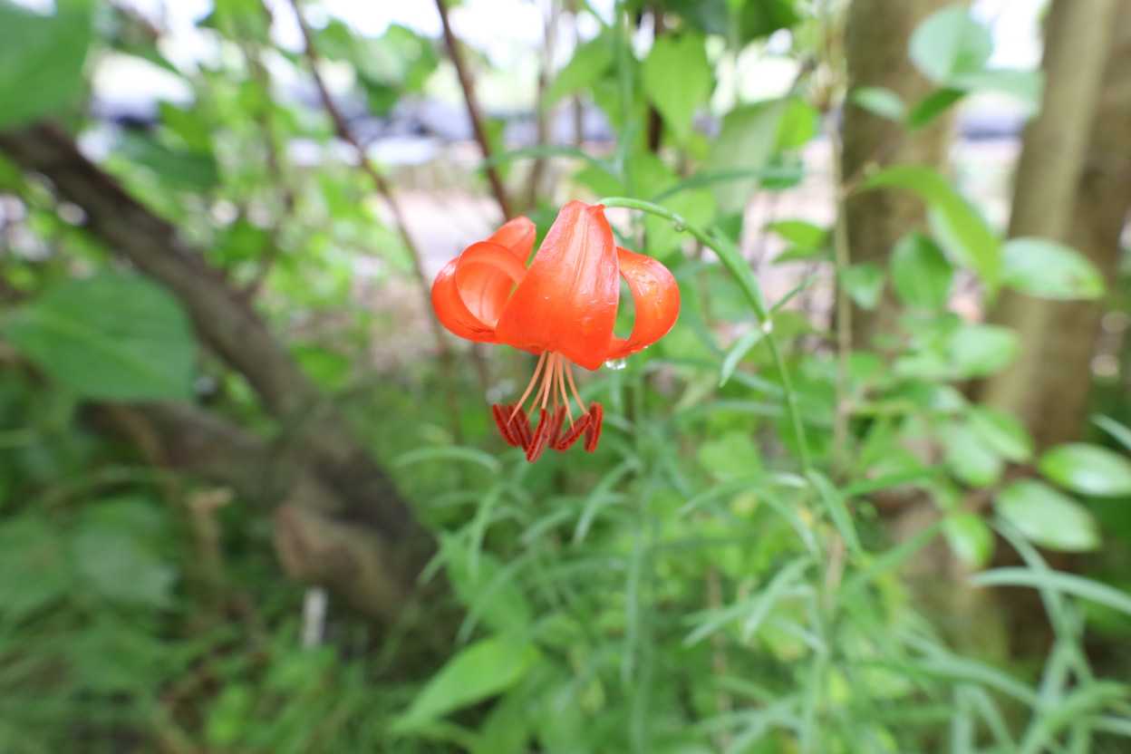 松の光　株数が増えてきました。