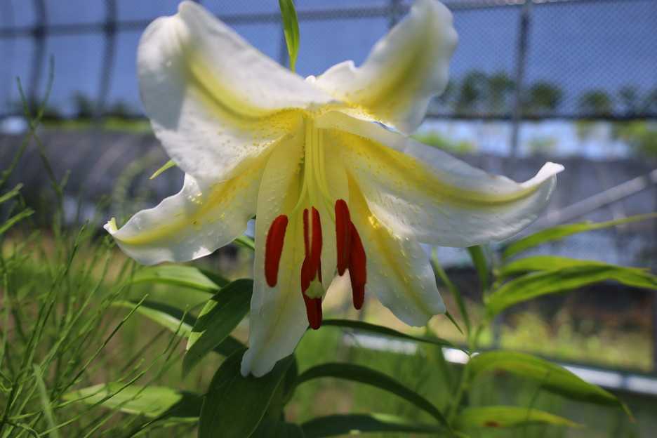 うれしい萌芽