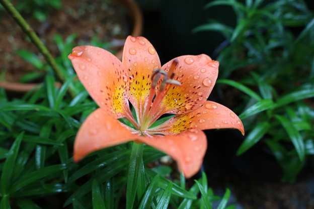 ヒメエゾスカシユリの花が咲きました。