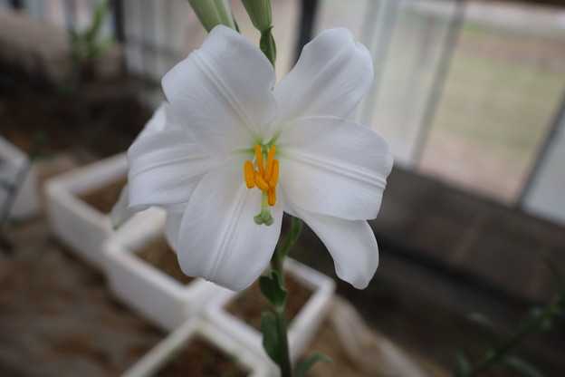 マドンナリリー　花が咲きました。
