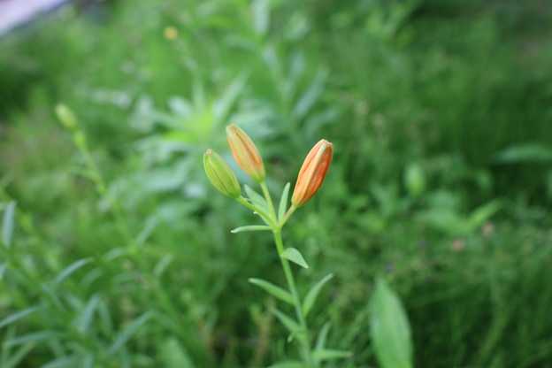 ヒメユリ　朝鮮型　開花しました。