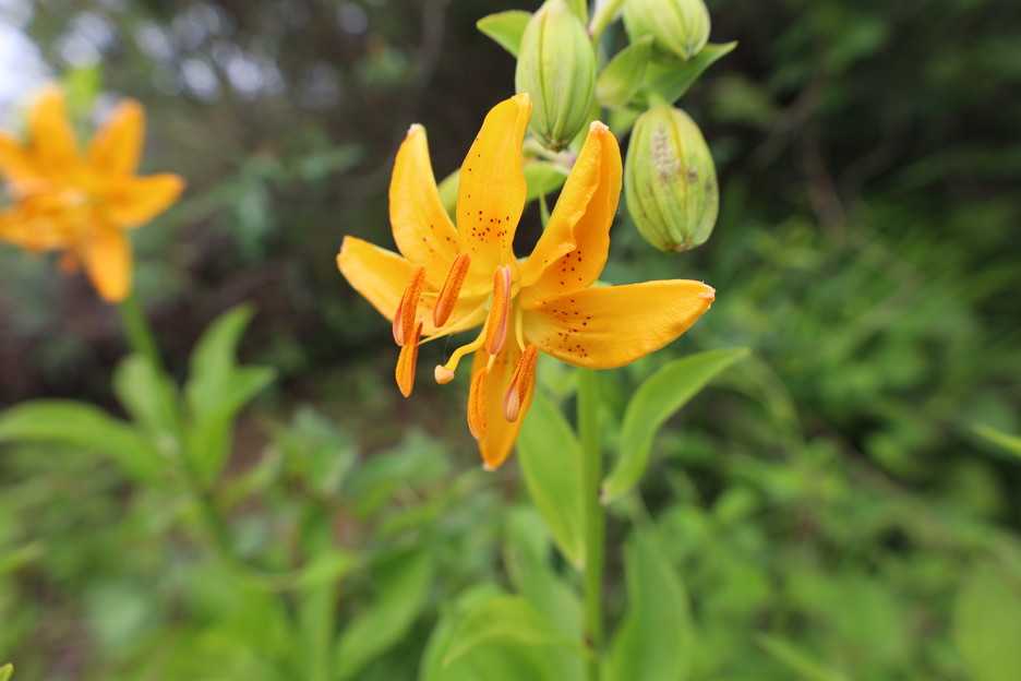 中途半端な開花