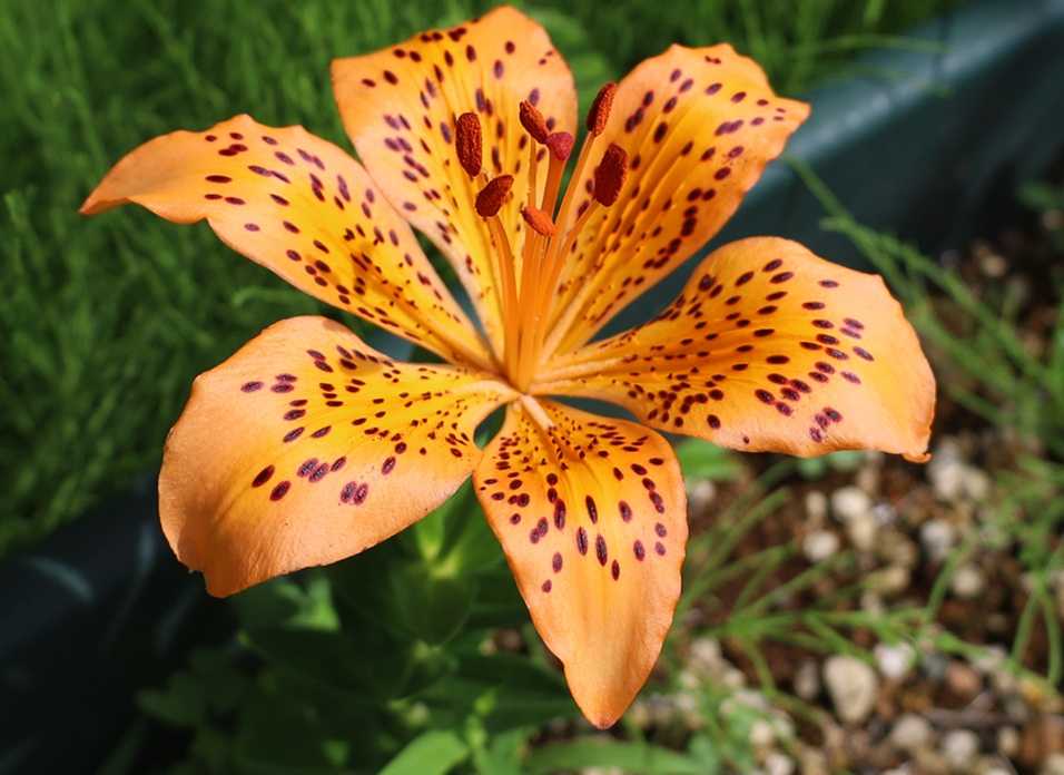 イワユリのつぼみと花
