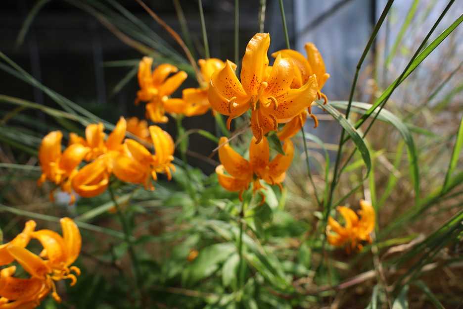 タケシマユリ　開花