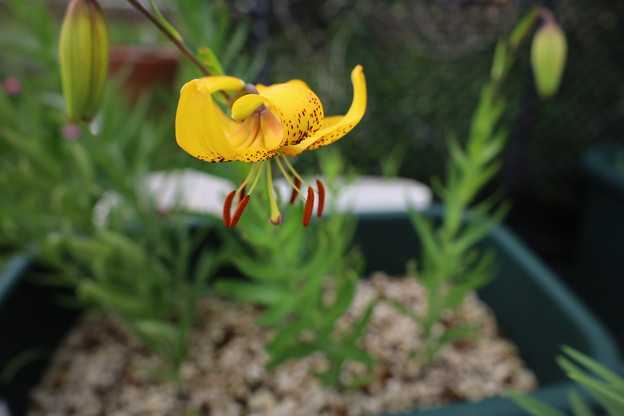 週末に咲いたユリの花