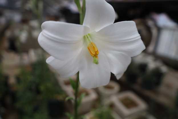 マドンナリリー　花が咲き終わってしまいました。