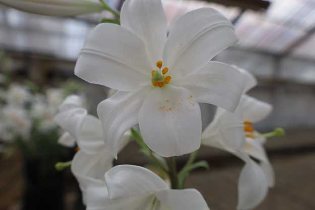 花が咲き終わったマドンナリリーの球根