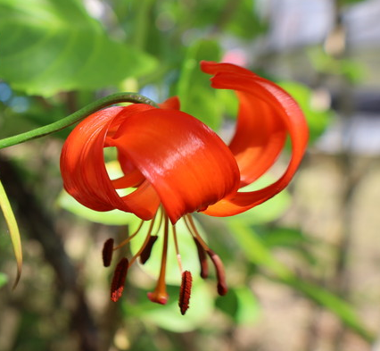 松の光　今年は花が見られないかも