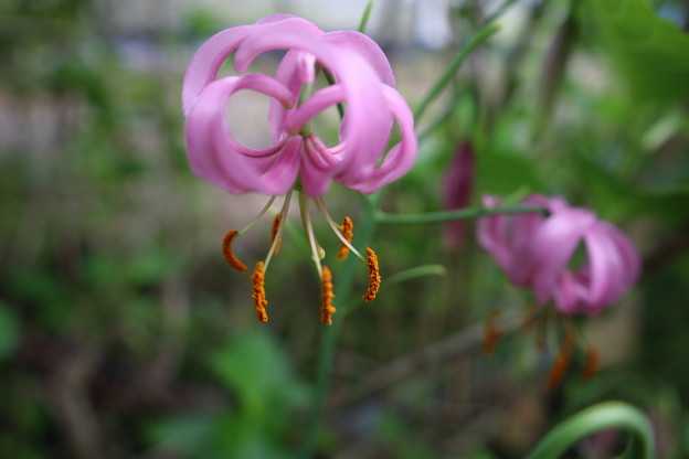 マツバユリ　花が咲きました。