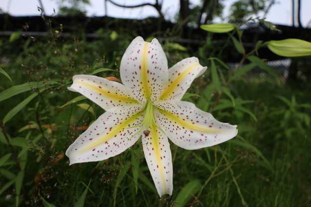 ヤマユリ早咲き　1輪花が咲きました。