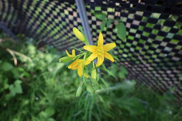 キヒメユリの花が咲く
