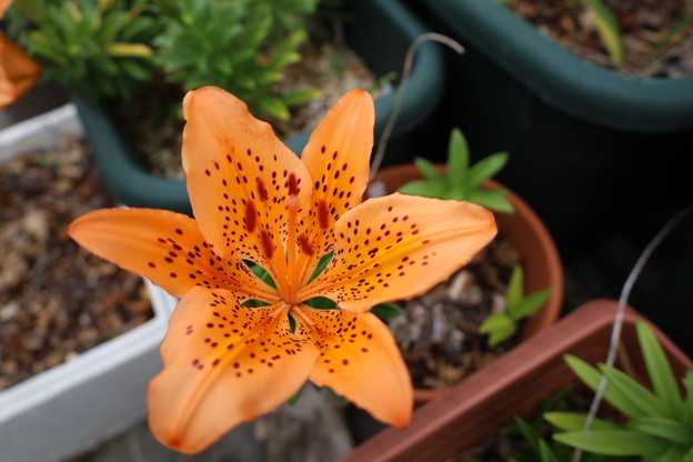 イワトユリの花が咲きました。