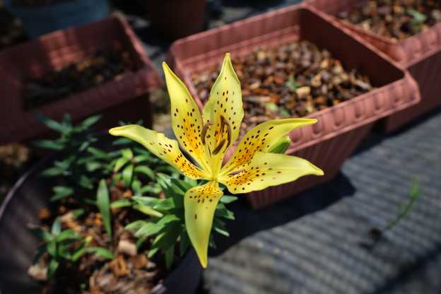 キイワトユリ開花