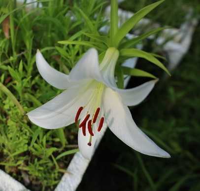 ウケユリの花が咲きました。