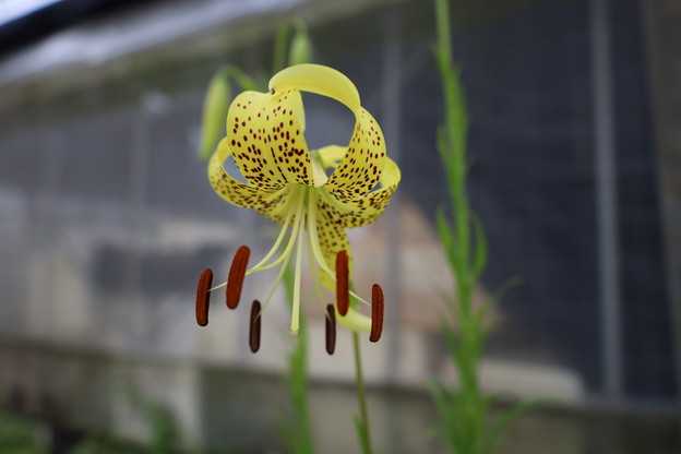 キヒラトユリ石清水　花が咲きました。