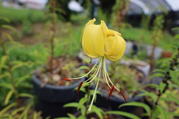 ピュアゴールドの花が咲きました。