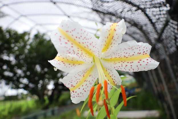 ヤマユリ　群馬県中之条産　開花