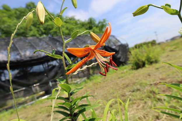 七股のおろち　花……咲いた。