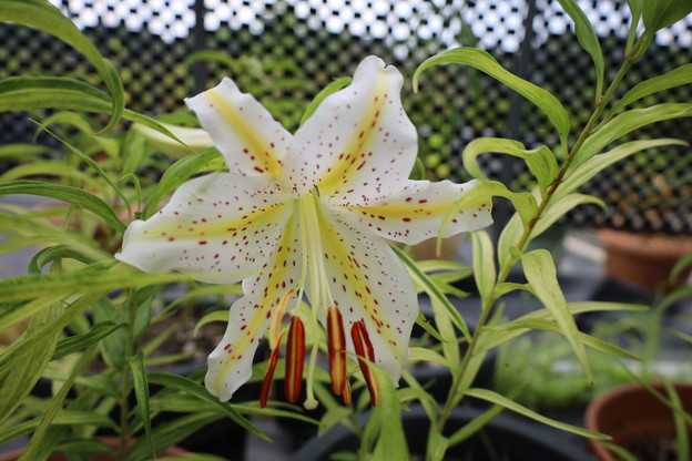 斑入りヤマユリに花が咲きました。