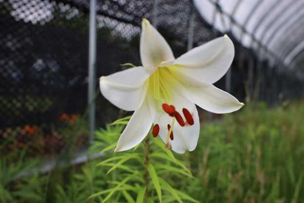 サージェンティアエ　花が咲きました。