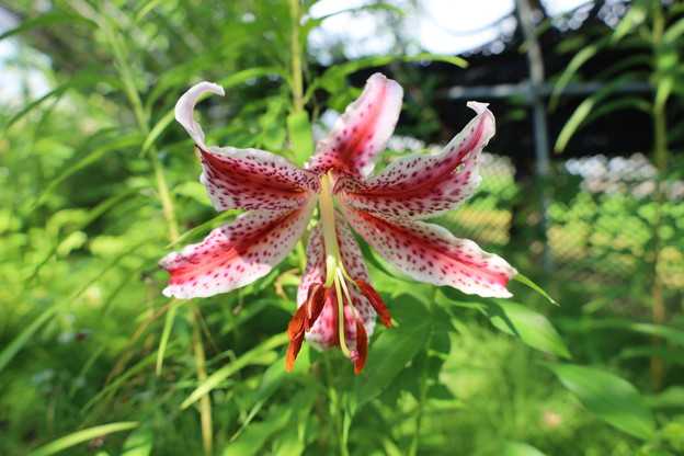 ベニスジ　花が咲き始めました。