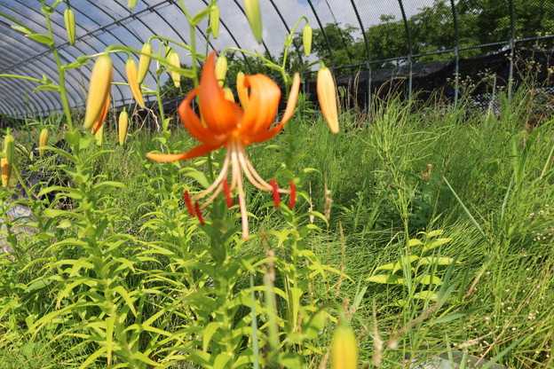 鬼の玉かんざし　花が咲き始めました。