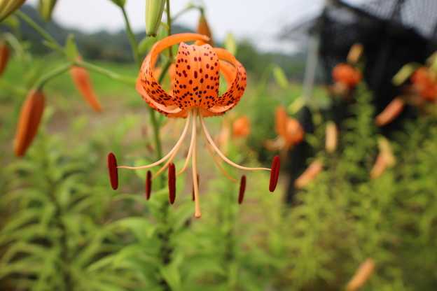 オニユリ　花が咲き始めました。