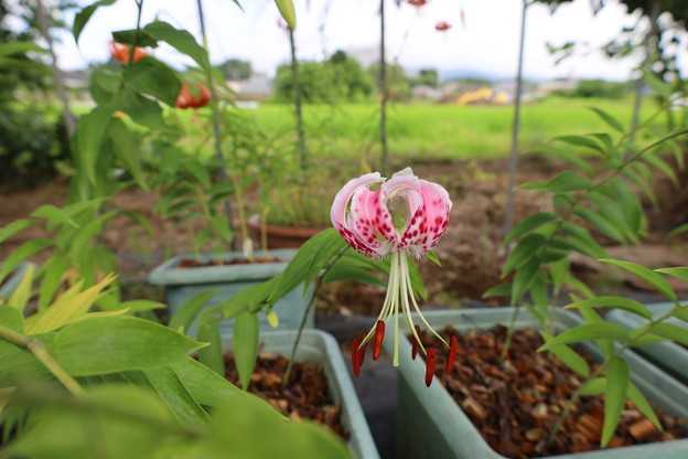 花菜ガーデンへ搬入しました。