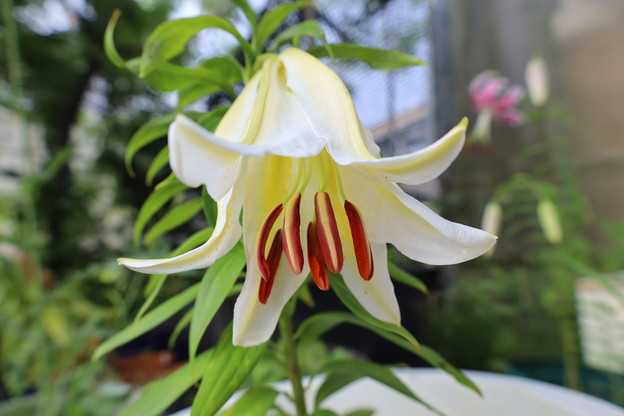 サクユリ　シントシマ　花が咲きました。