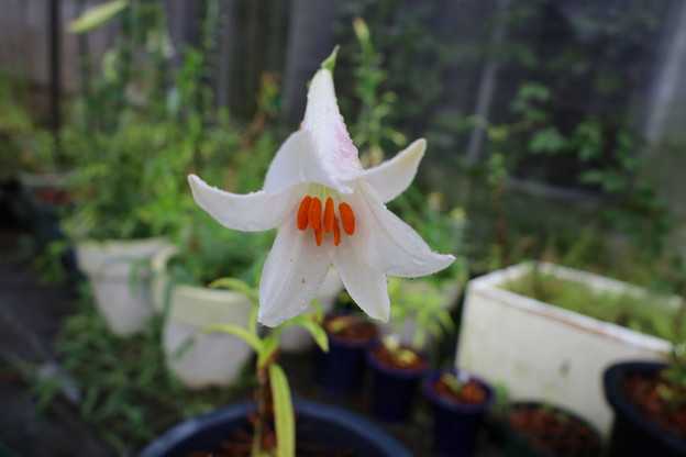 ハカタの変種　花が咲きました。
