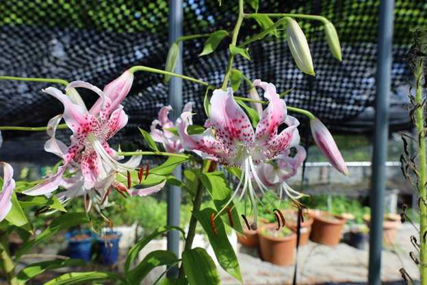 アカカノコユリ甑島産の花
