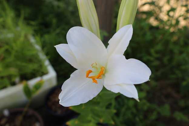 タモトユリの花