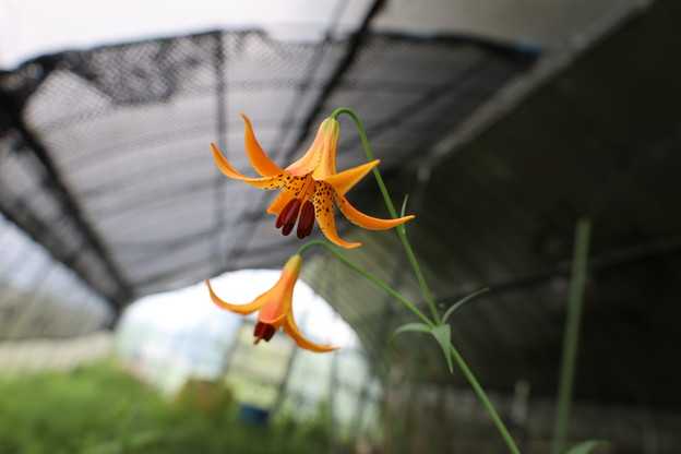 カナデンセの花