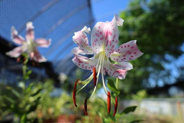 阿州の花