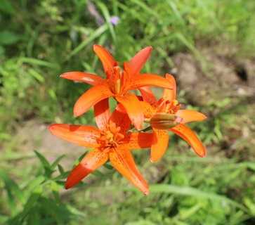 季節外れの開花　ヒメユリ朝鮮型