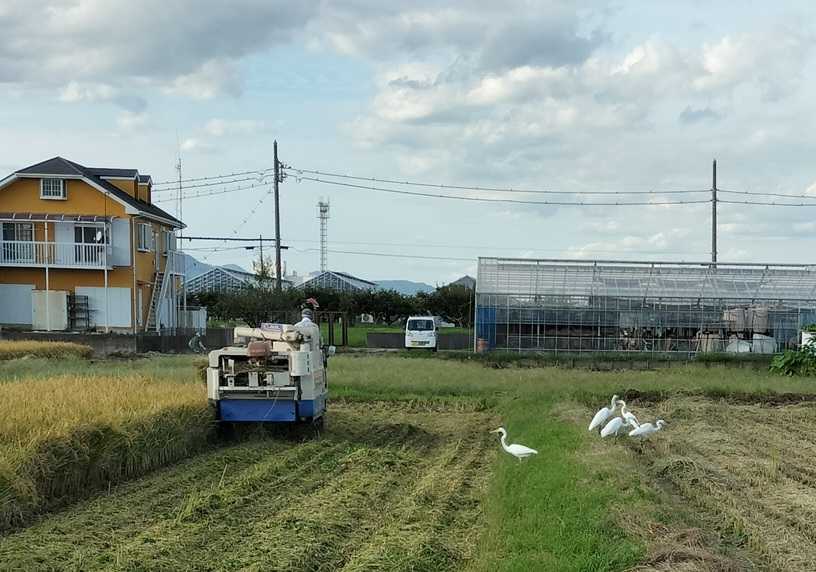 シラサギ