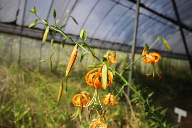 ロストルニィの種