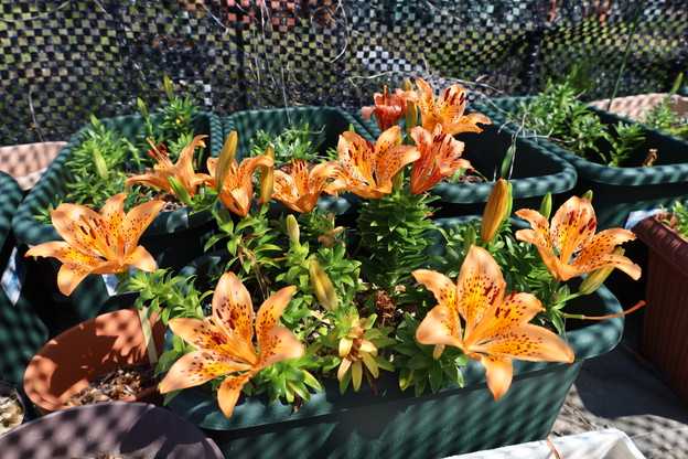 イワトユリの球根