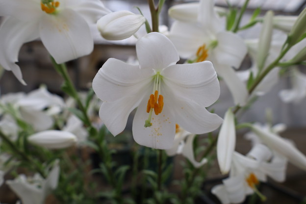 マドンナリリーの苗