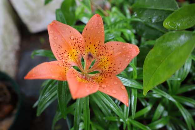 ヒメエゾスカシユリ 球根を掘り上げる