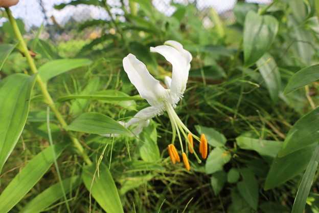 シロカノコユリ峰の雪の球根